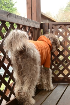 Dsc_2414_2 Dsc_2414_2