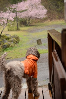 Dsc_2420_2 Dsc_2420_2