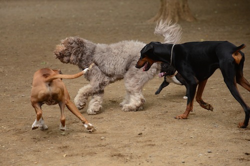 Dsc_3633_3 Dsc_3633_3