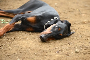 Dsc_3637_3 Dsc_3637_3