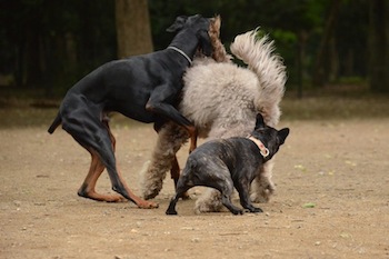 Dsc_3641_3 Dsc_3641_3