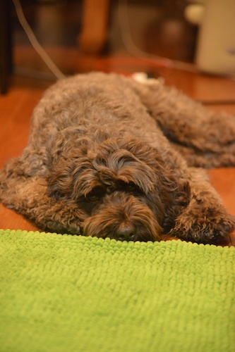 Dsc_2193_4 Dsc_2193_4