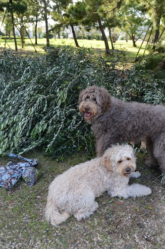 Dsc_0095_2 Dsc_0095_2