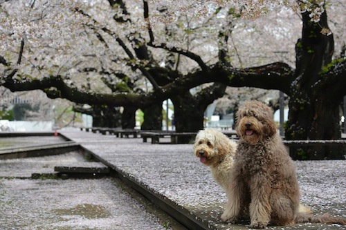 1796875_288103718015803_806714826_2