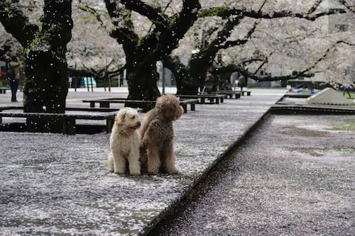 1961698_288103861349122_57811700__2