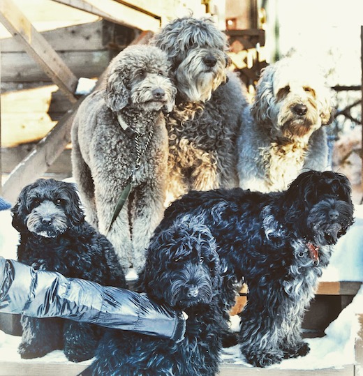 12615318_563206963838809_88736245_2