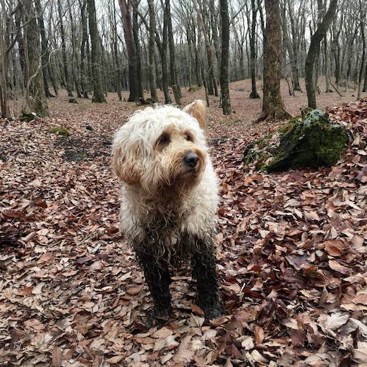 12593577_582604195232419_7001838383