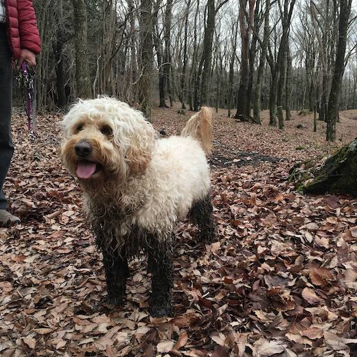 12593850_582603985232440_6237158796