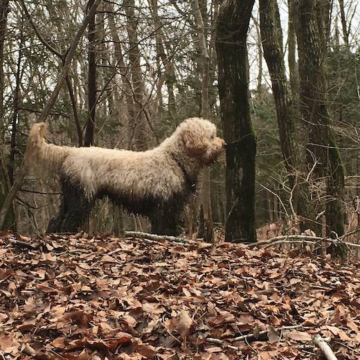 12794983_582605858565586_8229583489