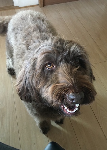 13221284_609736042519234_3705447857