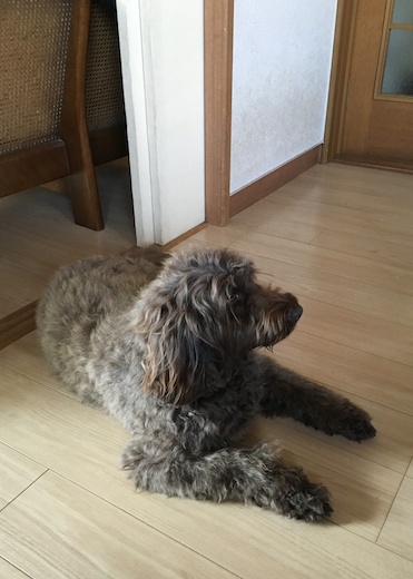 13235096_609736039185901_76961940_3