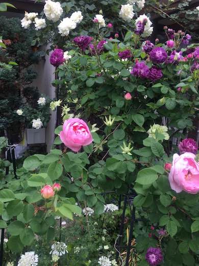 18519487_797531093739727_6181210701