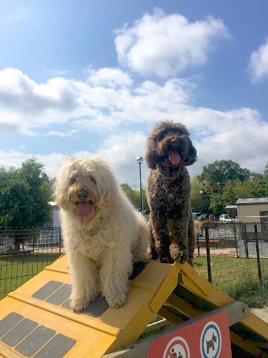 19030454_812867455539424_7074412495