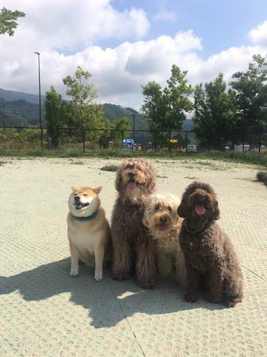 19224834_812867905539379_1842168649