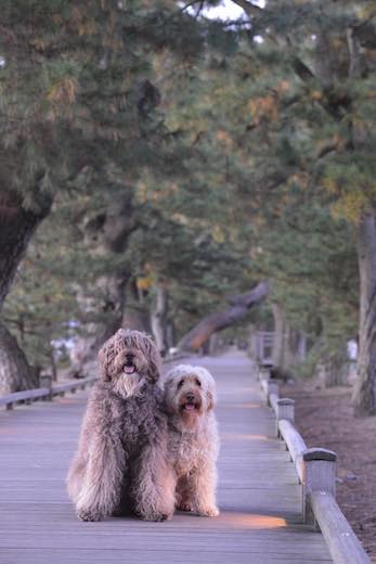 24862409_903087393184096_5206264341