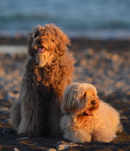 24993265_903087433184092_6321596236