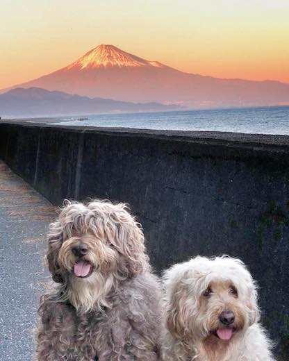 25152333_903087326517436_3284491498