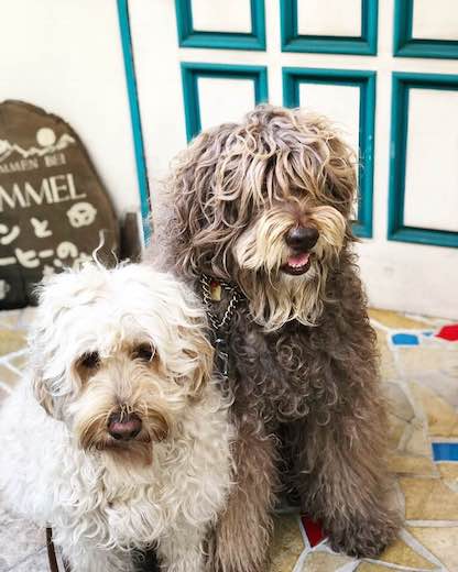 26814554_921762931316542_1665208300