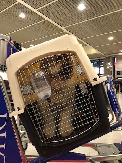 32130688_981204015372433_3995998389