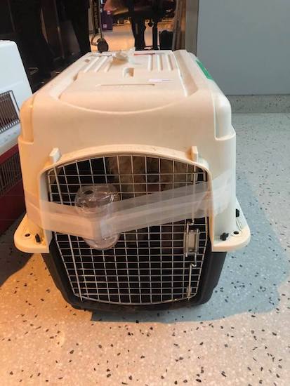 32191082_981872065305628_2650043105