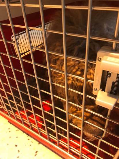 32191137_981872155305619_2908793925