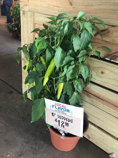 38819561_1059260850900082_371751103