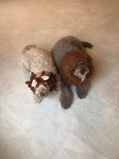 45289447_1116510758508424_188971024